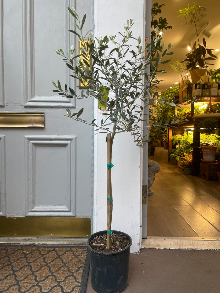 Arbequina Olive Tree
