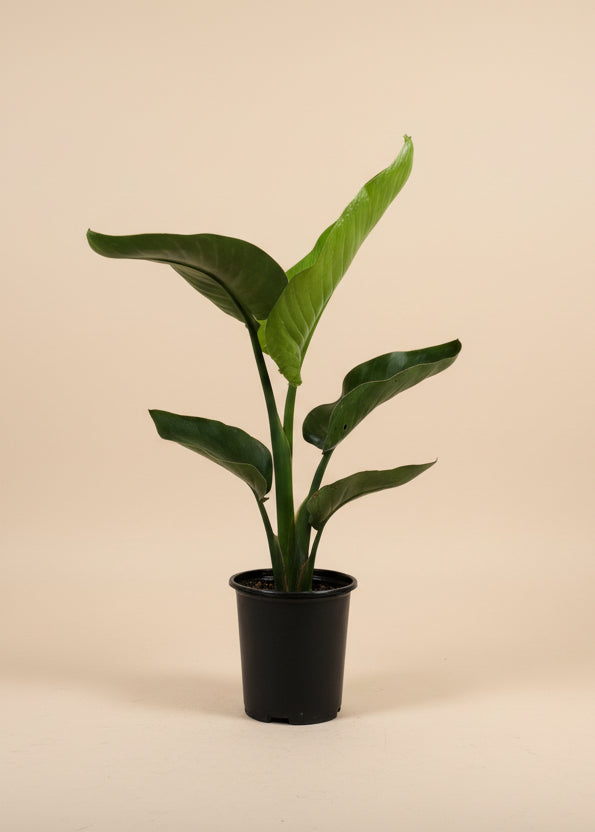 Bird of Paradise