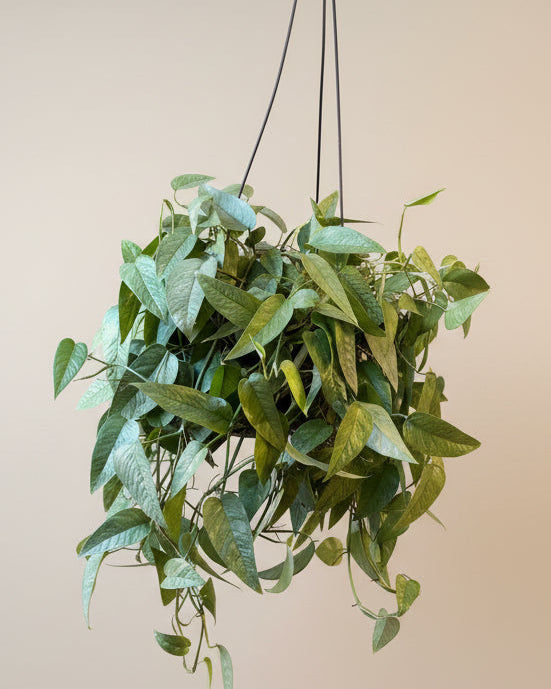 Pothos Cebu Blue