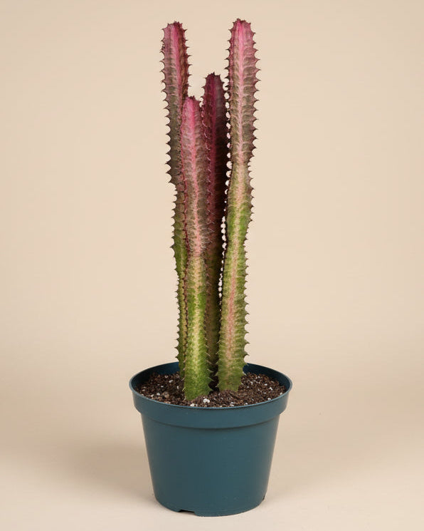 Euphorbia Trigona