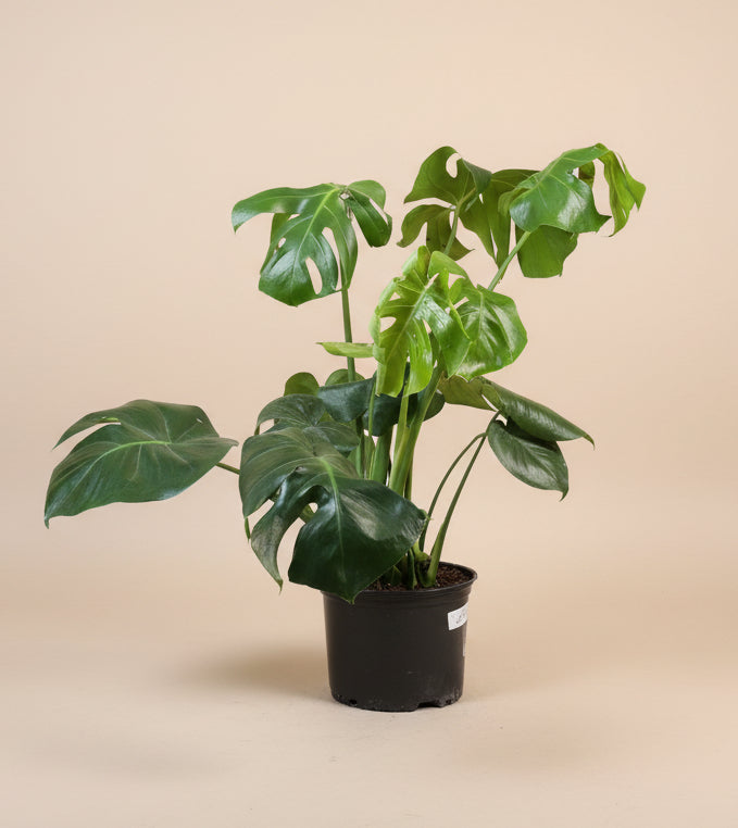 Monstera Deliciosa