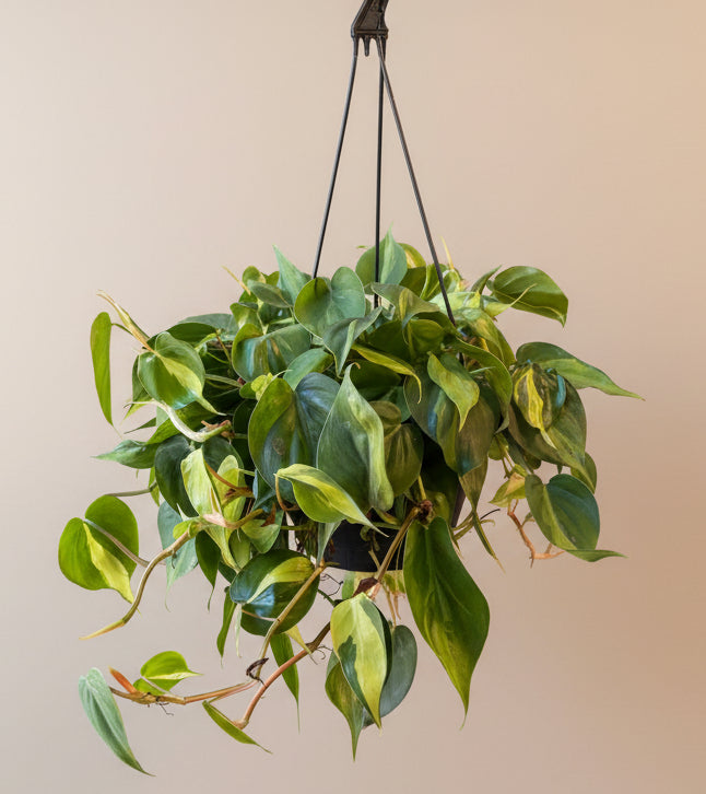 Philodendron Brasil