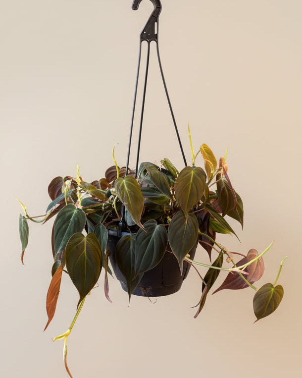 Philodendron Micans