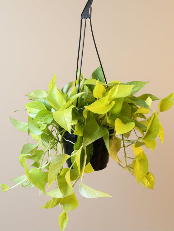 Neon Pothos