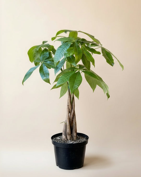 Money Tree
