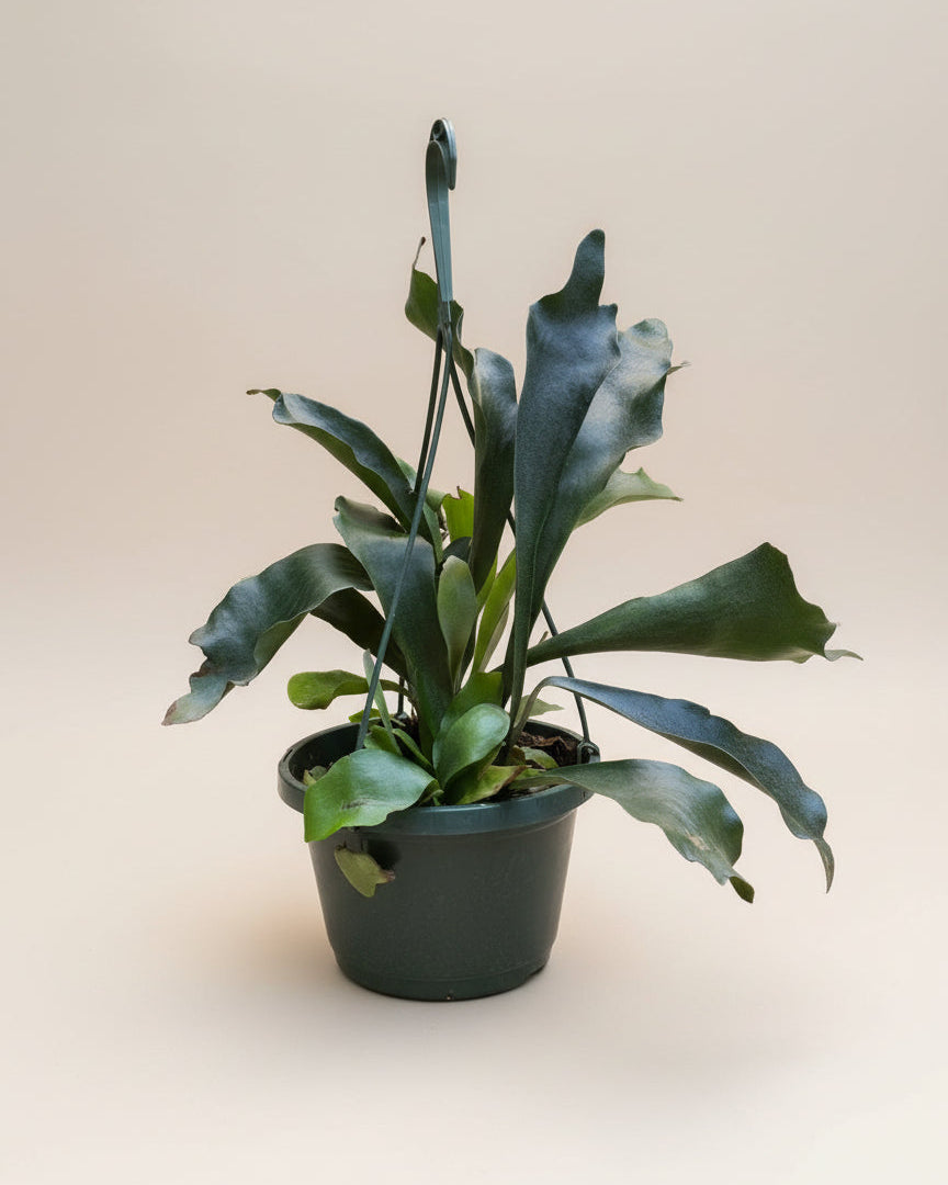 Staghorn Fern