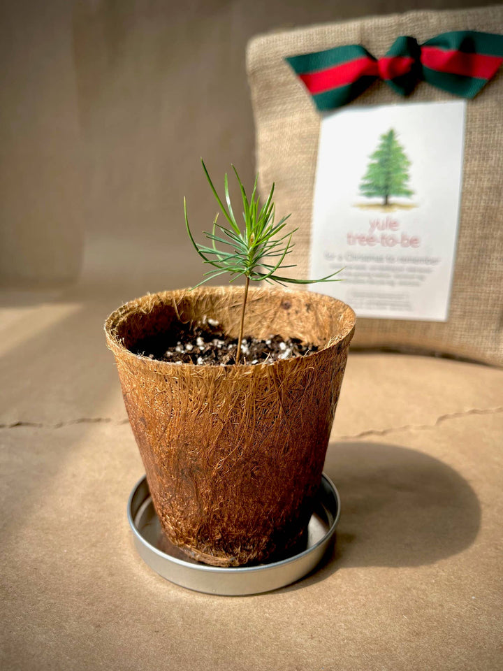 Christmas Tree to Be