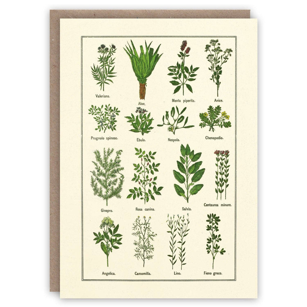 Healthy Herbs