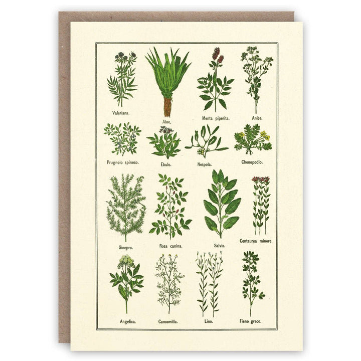 Healthy Herbs
