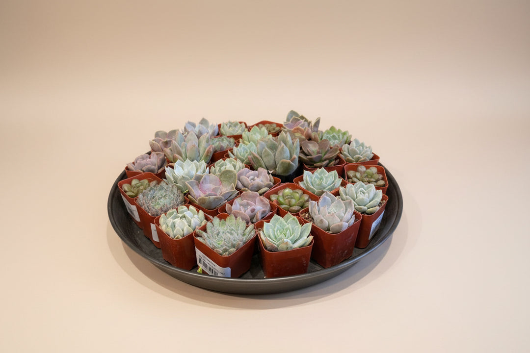 Succulent, Assorted