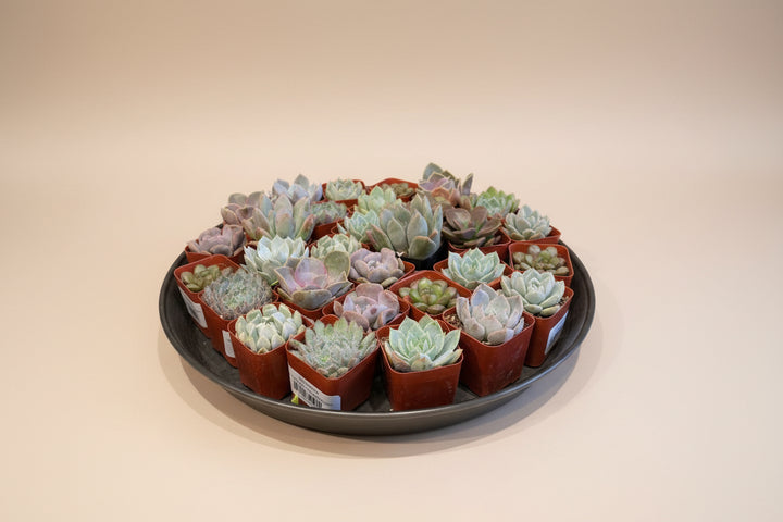 Succulent, Assorted