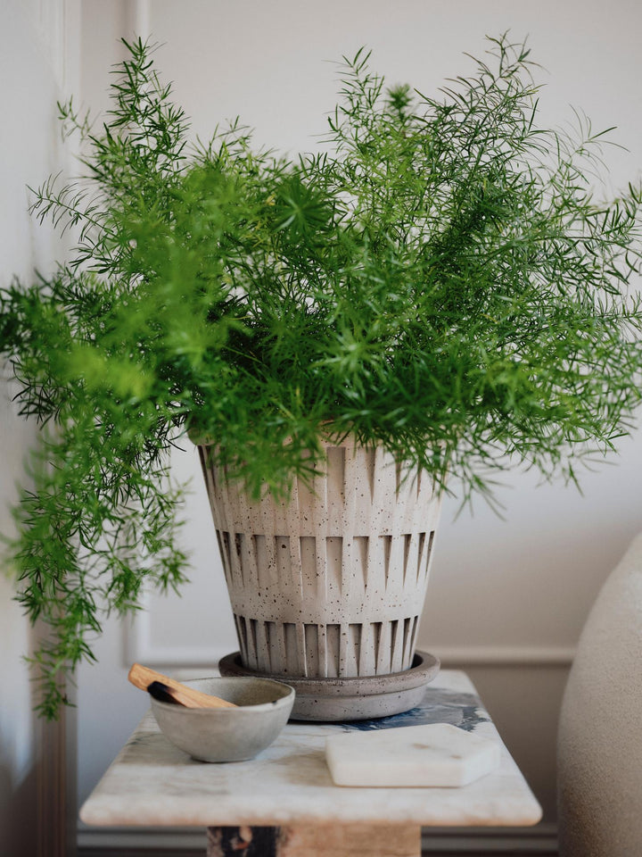 Bergs Corinth Pot
