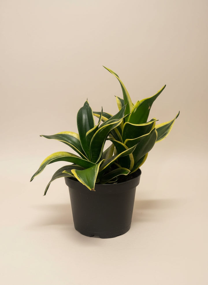 Snake Plant