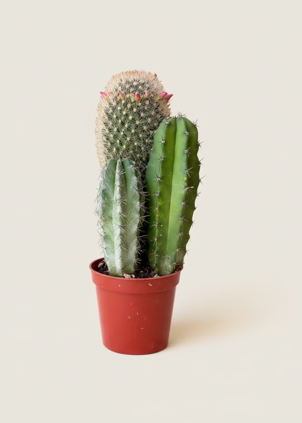 Cactus Garden