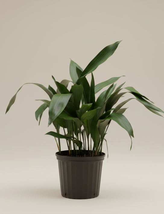 Cast Iron Plant