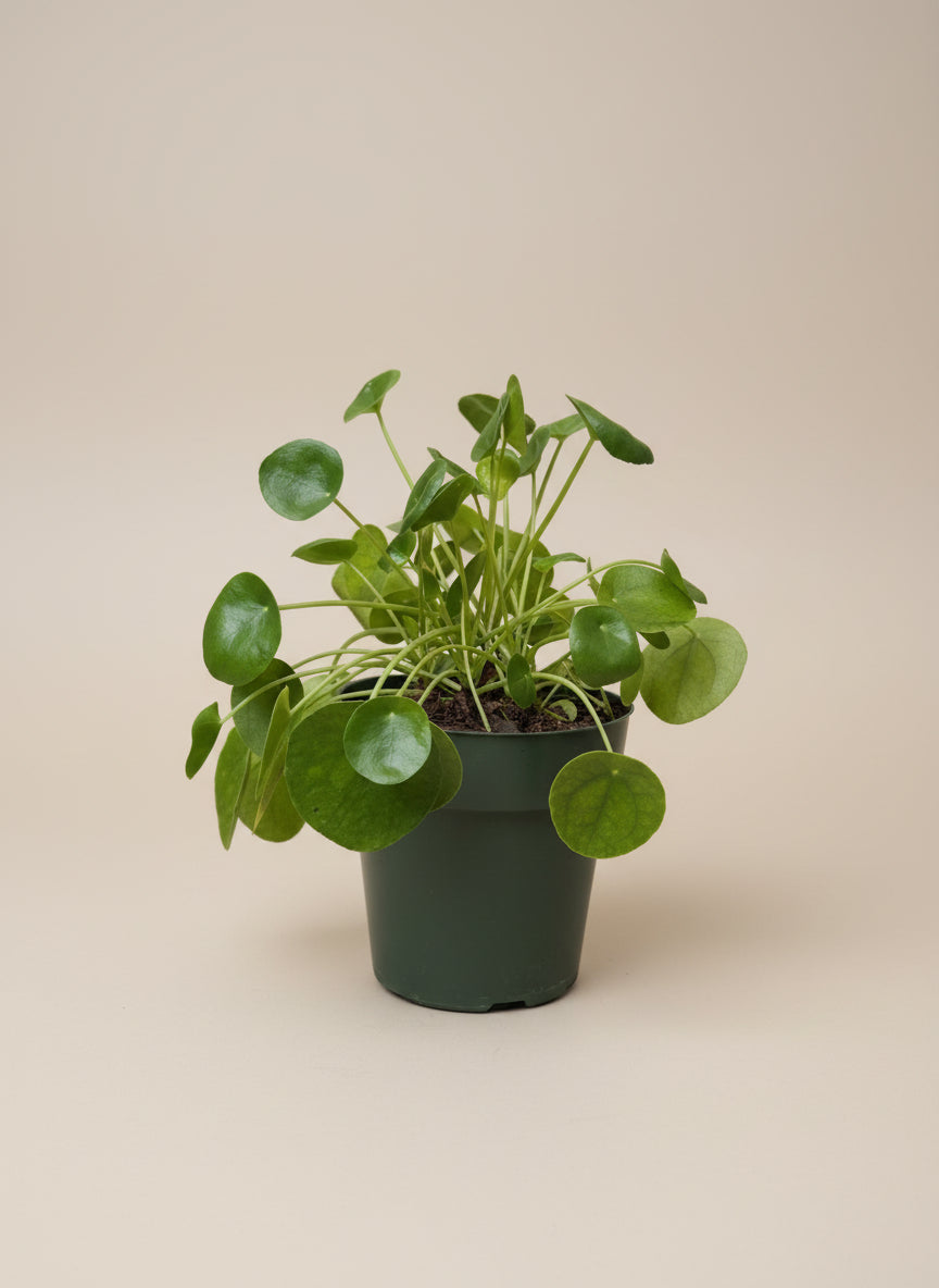Chinese Money Plant