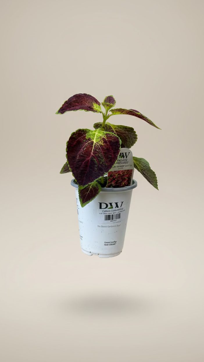 Coleus Colorblaze