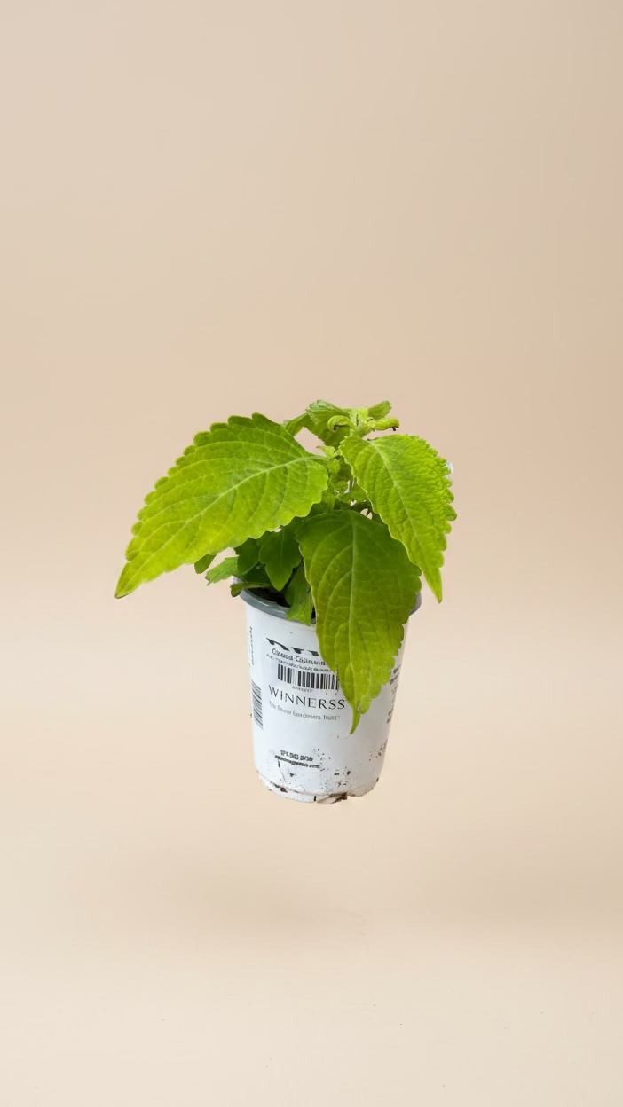 Coleus Colorblaze