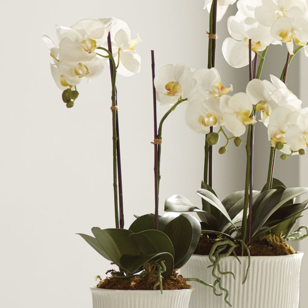 23" Faux Orchid - White
