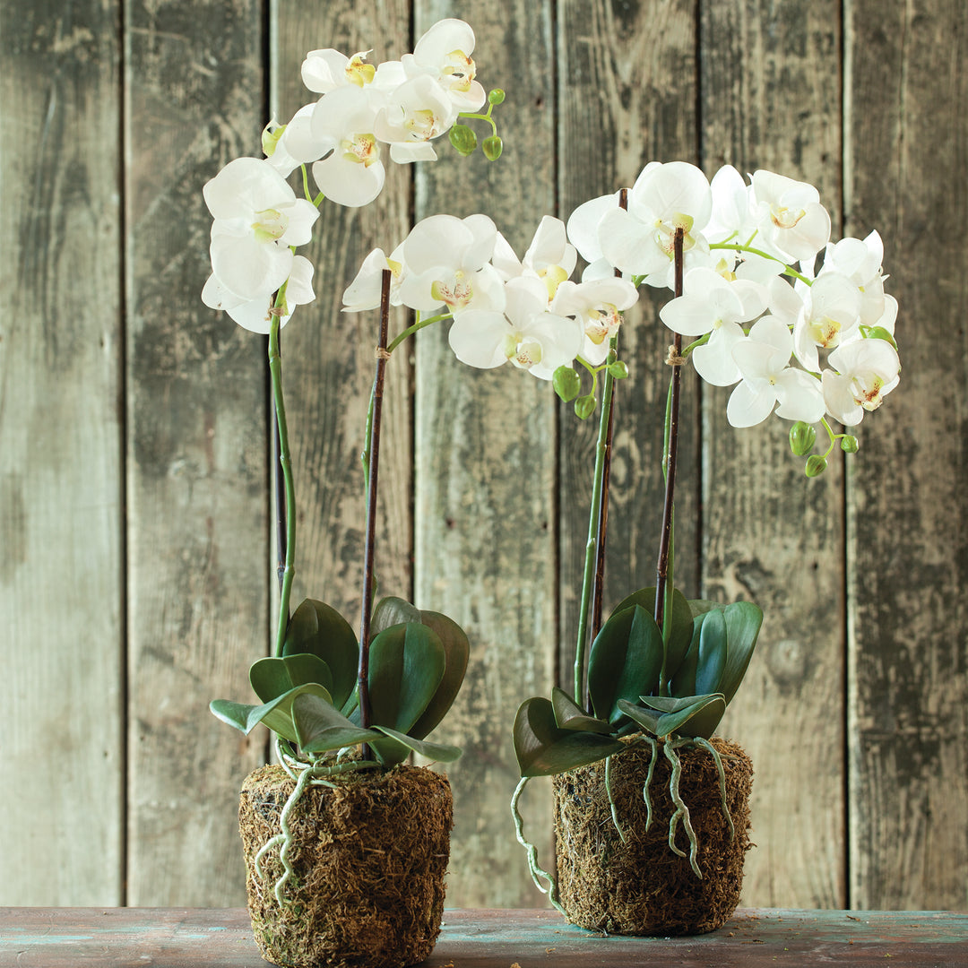 23" Faux Orchid - White