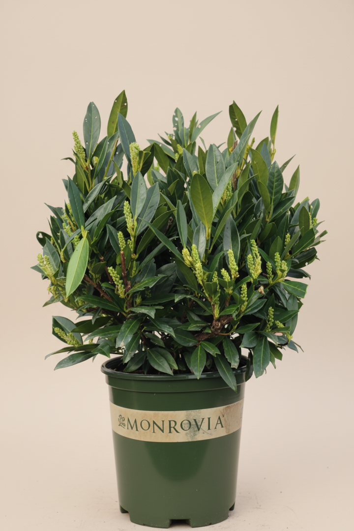 Otto Luyken English Laurel