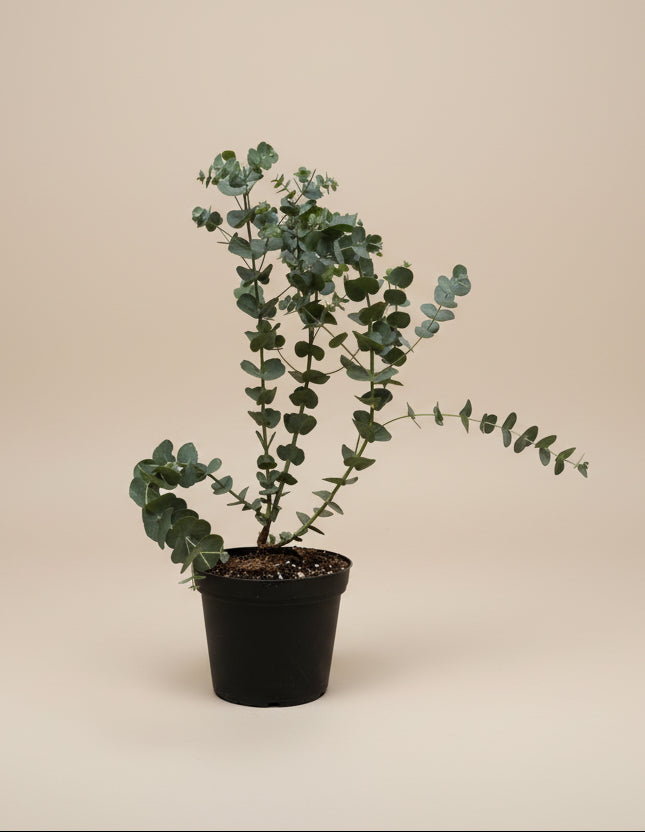 Eucalyptus