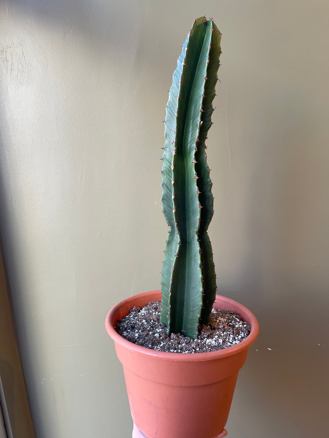 Euphorbia Ingens