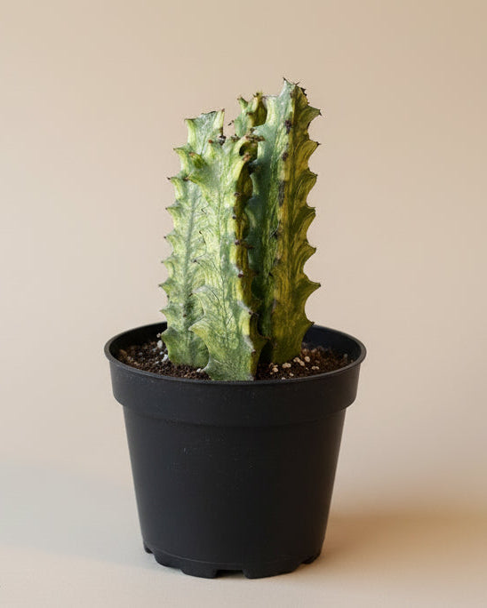 Euphorbia Trigona