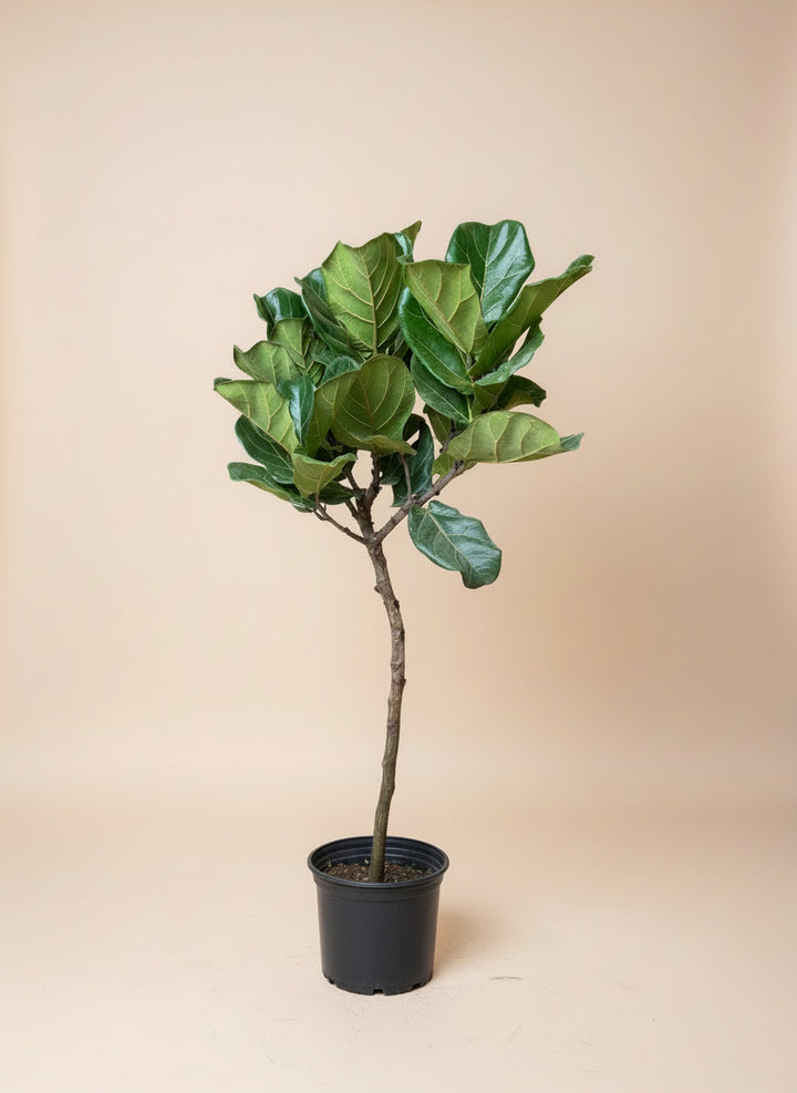 Fiddle Leaf Fig