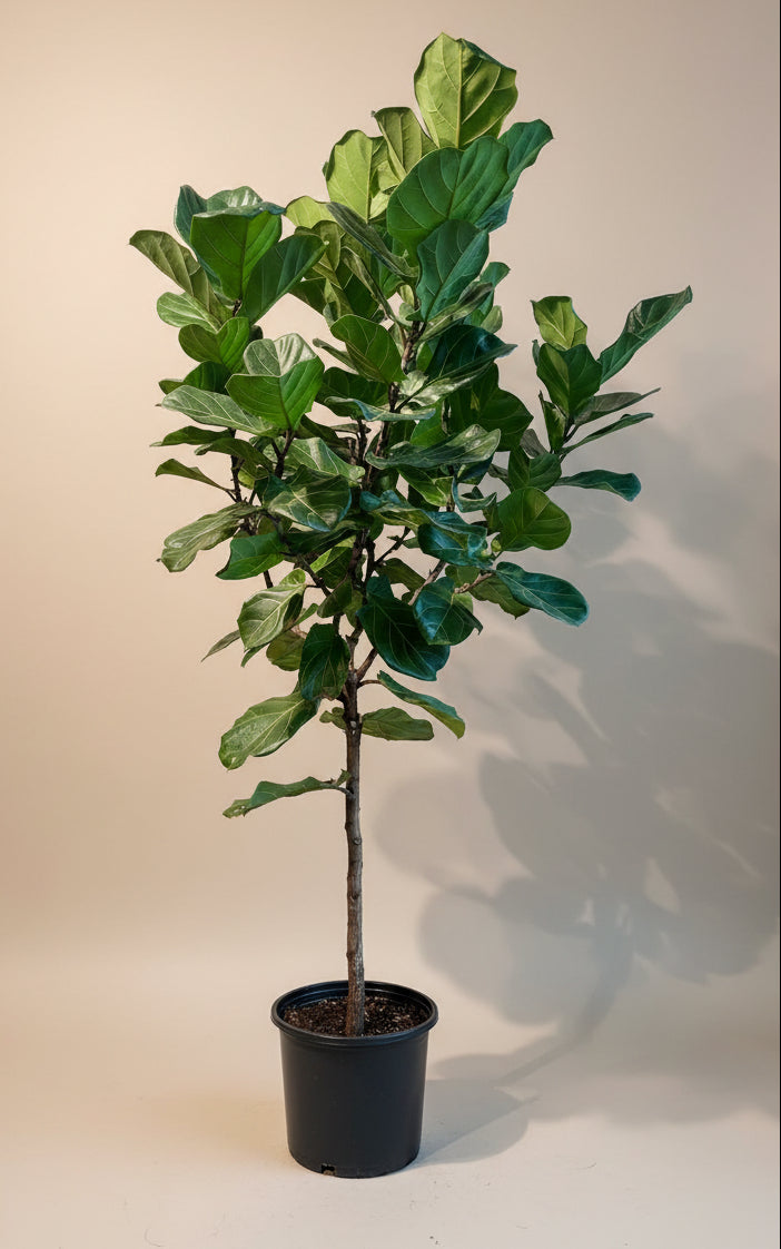12" tall