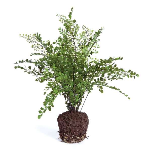 Faux Maidenhair Fern