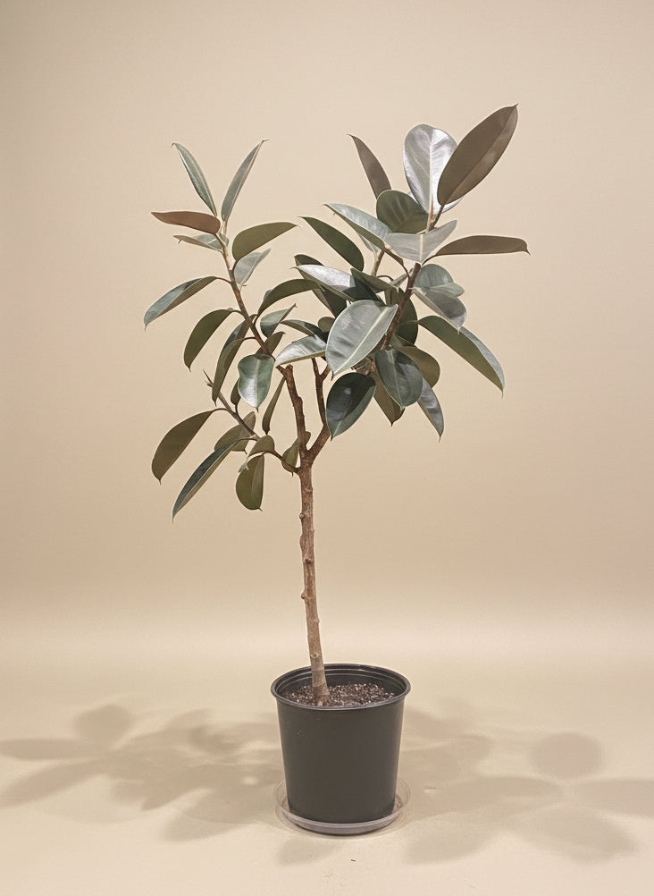 Ficus Burgundy