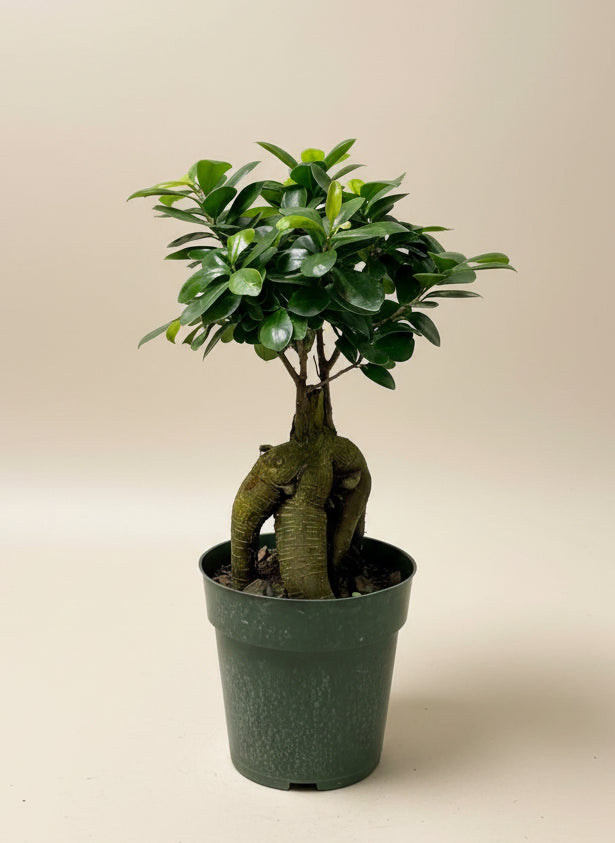 Ficus Ginseng Bonsai