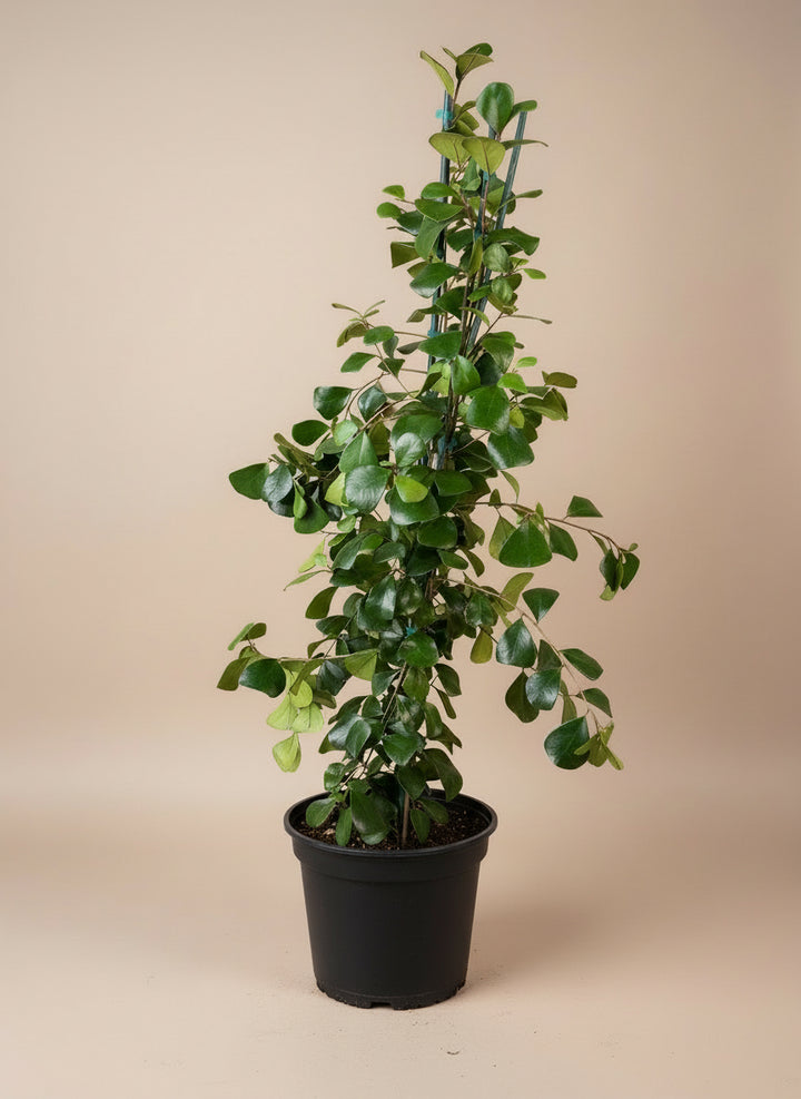 Ficus Triangularis