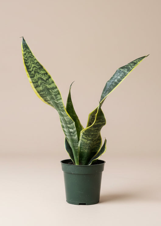 Snake Plant