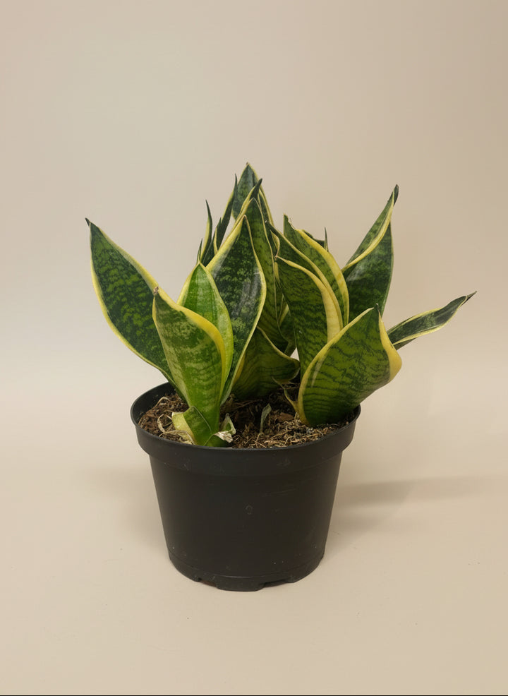 Snake Plant