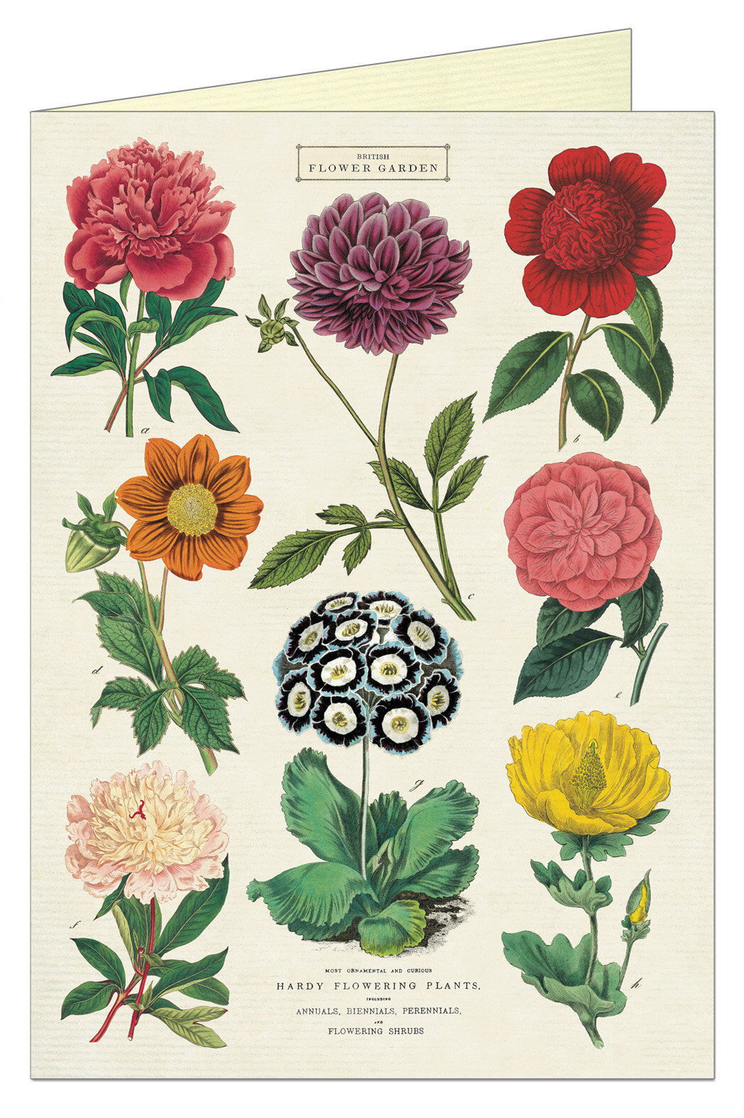 Cavallini Greeting Card