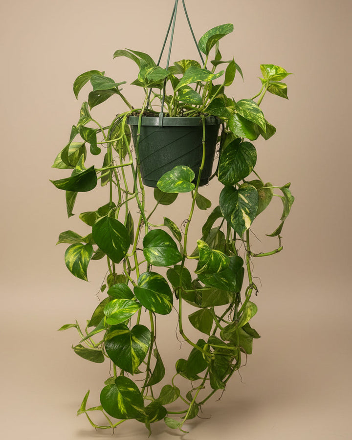 Golden Pothos
