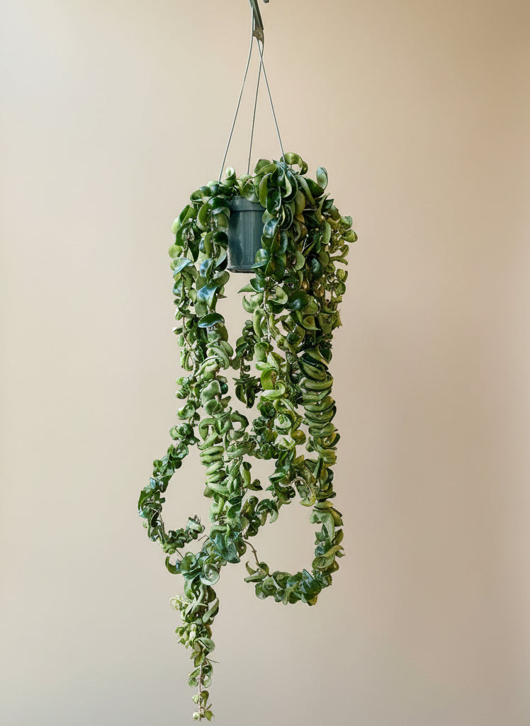 Hoya Hindu Rope