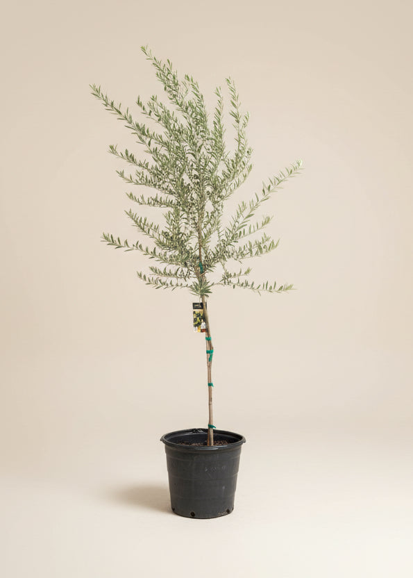 Arbequina Olive Tree