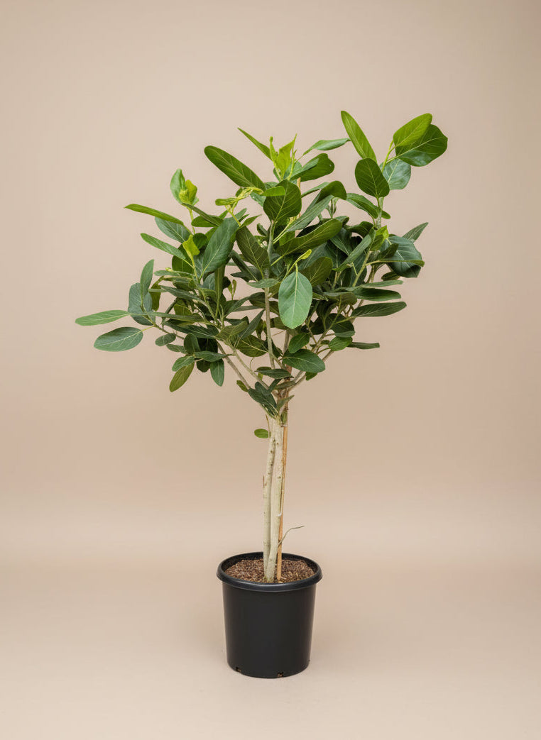 Ficus Audrey