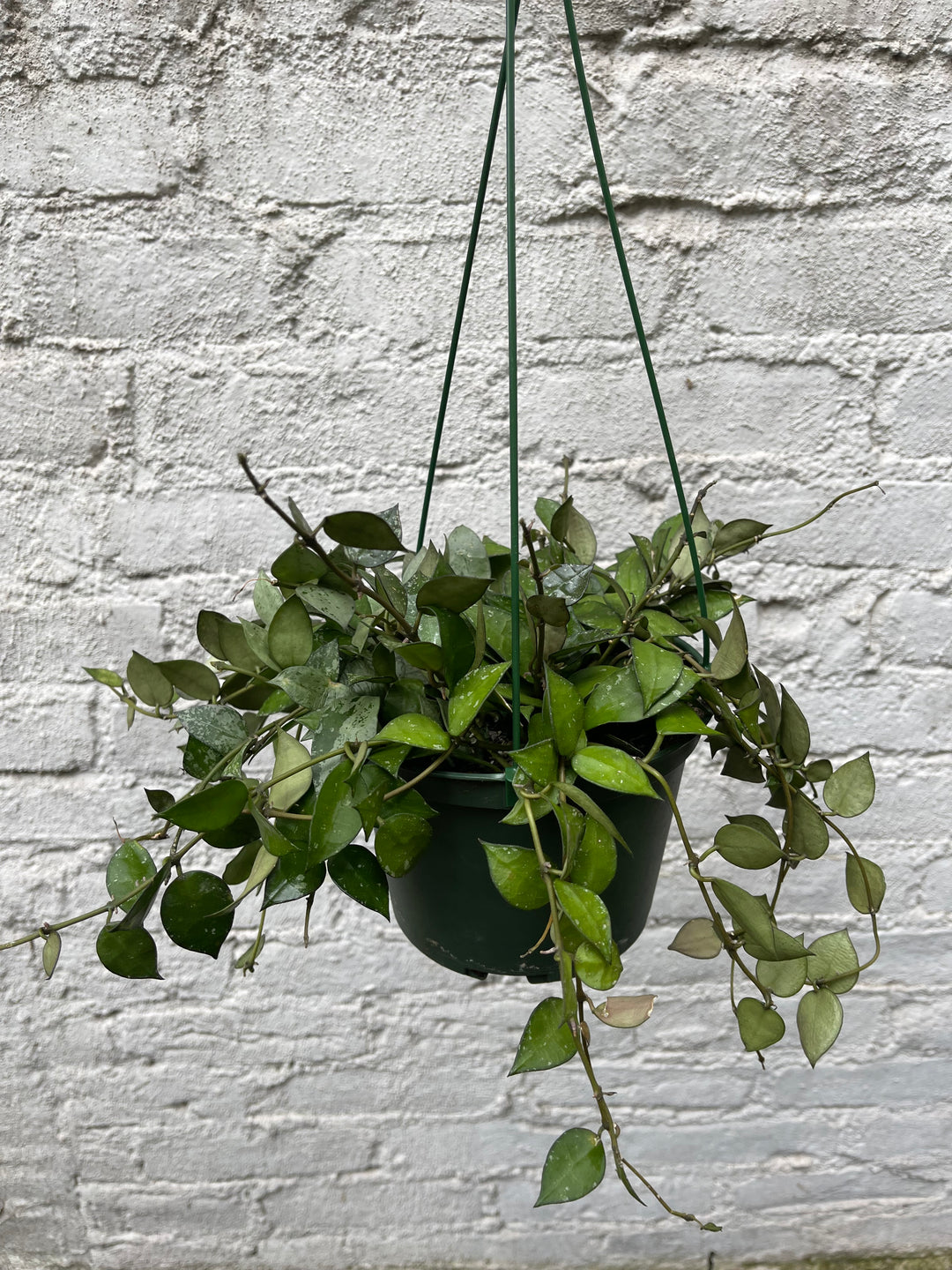 Hoya krohniana 'Eskimo'