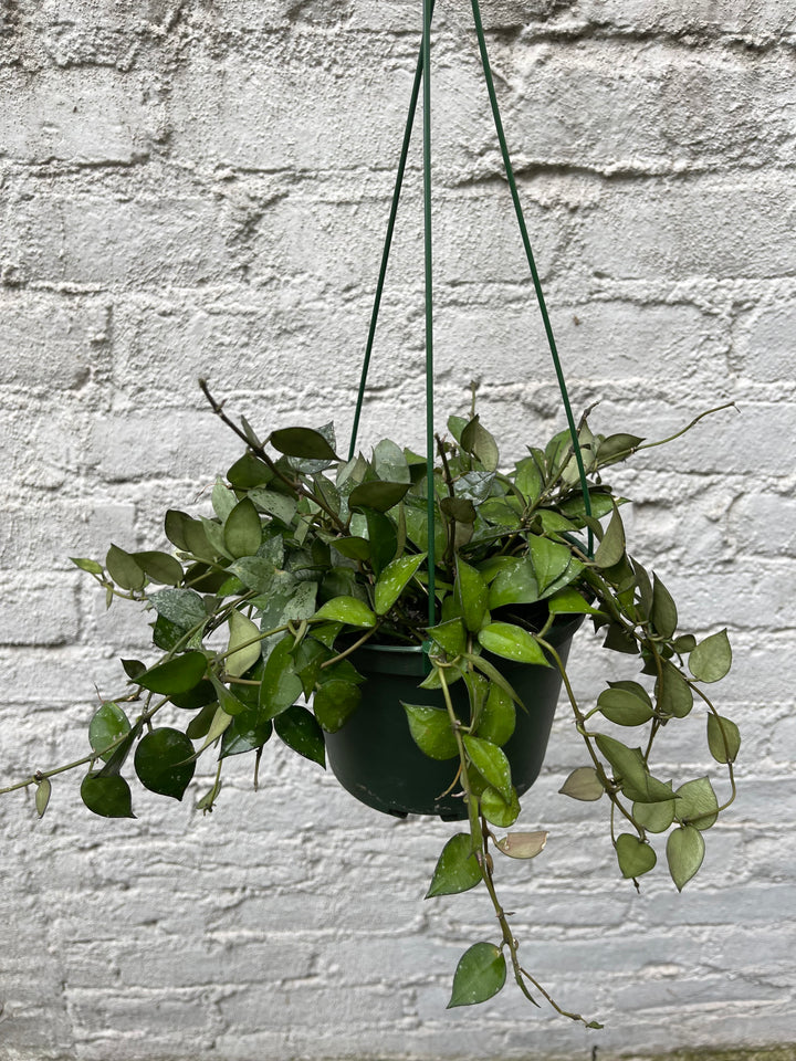 Hoya krohniana 'Eskimo'