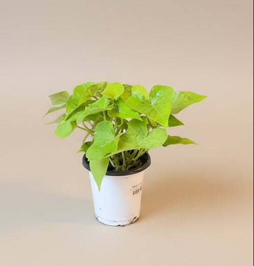 Marguerite Sweet Potato Vine