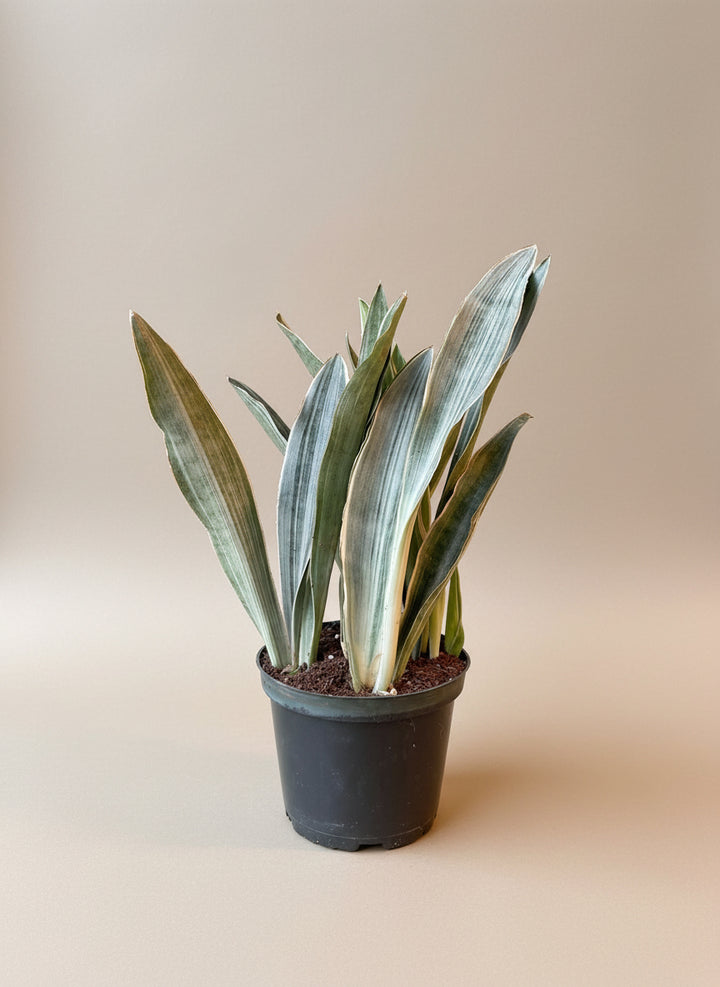 Snake Plant