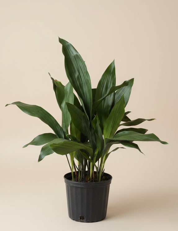 Cast Iron Plant
