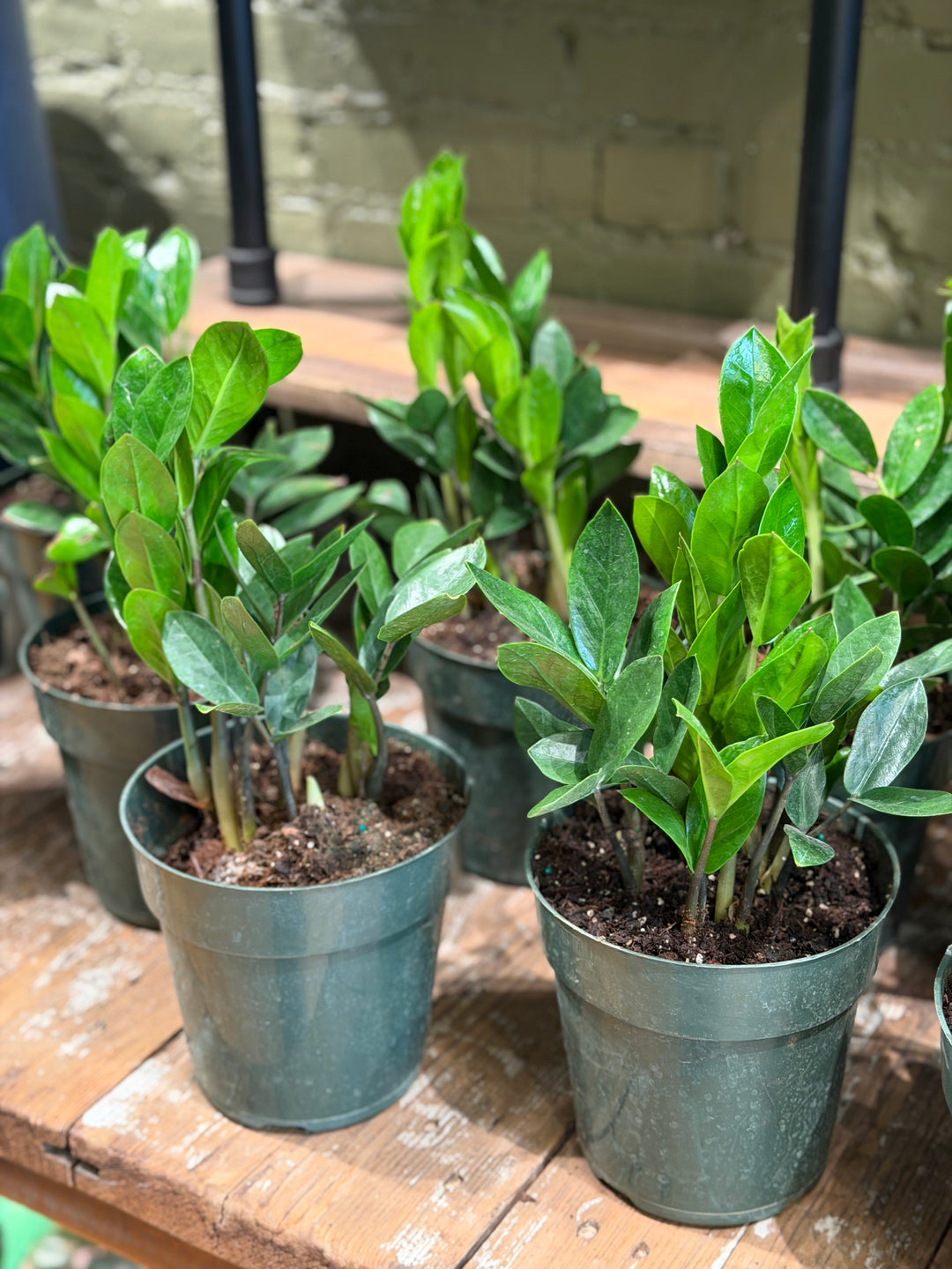ZZ Plant