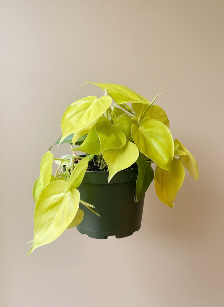 Philodendron Lemon Lime