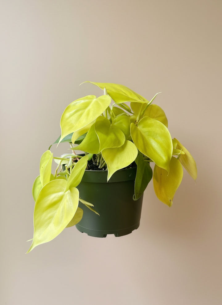 Philodendron Lemon Lime