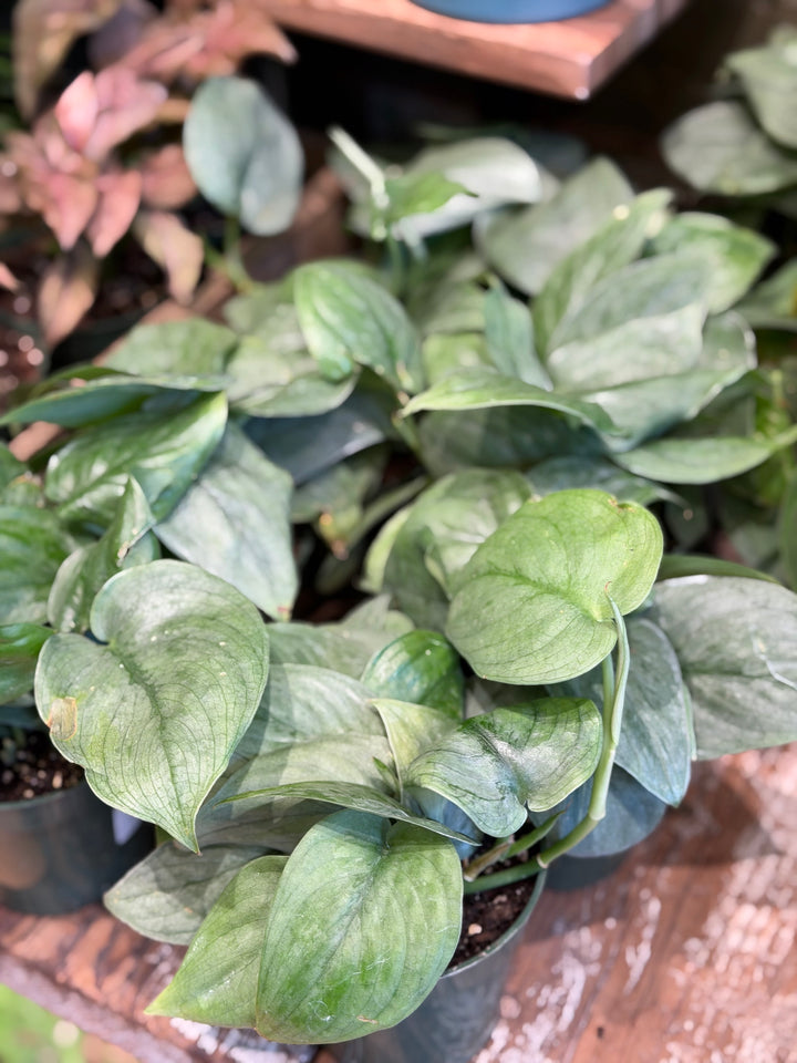 Scindapsus Platinum